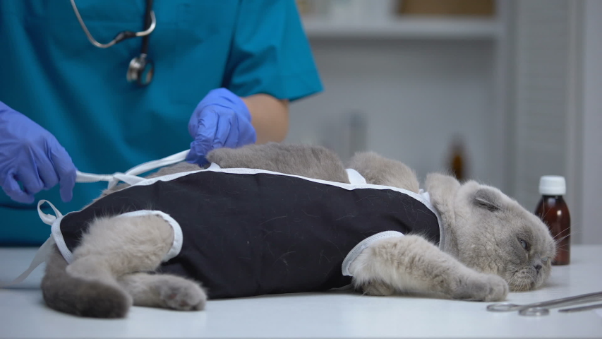 Сколько стоит стерилизация кошек в омске thumbnail