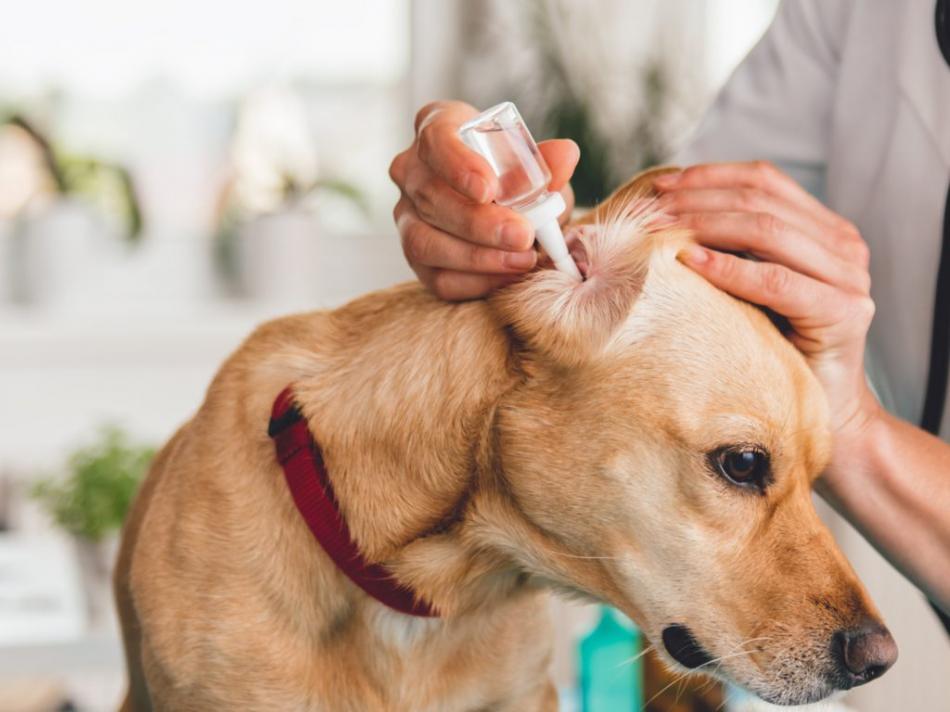 Профилактика ушного клеща у домашней собаки.